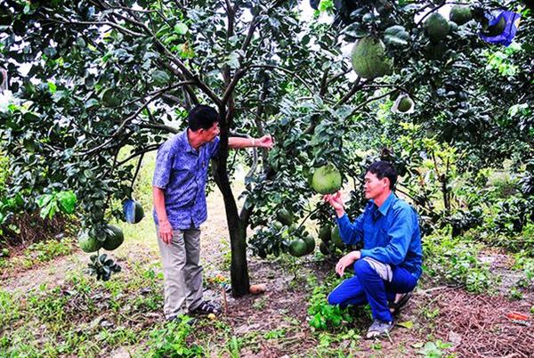Sản phẩm bưởi da xanh Thái Tường của hộ kinh doanh Đặng Thái Luyện (xã Khánh Phú) được UBND tỉnh xếp hạng sản phẩm đạt 3 sao theo chương trình OCOP. Sản phẩm bưởi da xanh Thái Tường của hộ kinh doanh Đặng Thái Luyện (xã Khánh Phú) được UBND tỉnh xếp hạng sản phẩm đạt 3 sao theo chương trình OCOP.